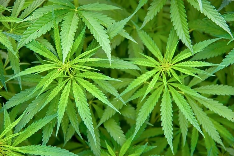 Cannabis