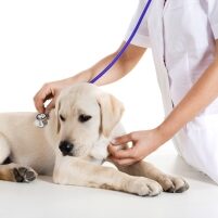 veterinary